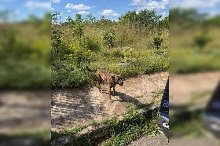Homem de 68 anos é preso em flagrante por abusar sexualmente de cachorro no DF