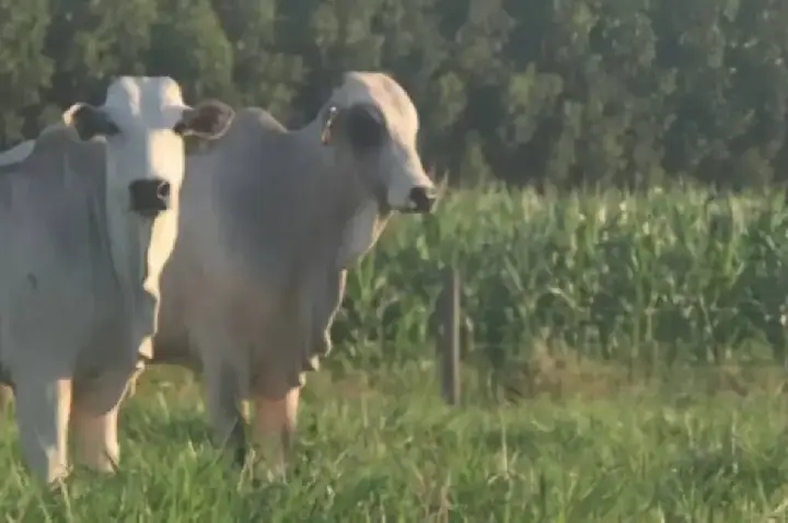 Pecuária sustentável é foco de Dia de Campo com novas tecnologias em Porto Velho