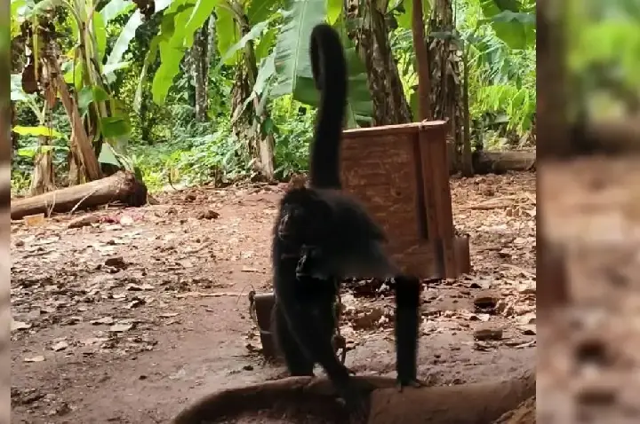 Polícia Ambiental resgata macaco-aranha vítima de maus-tratos em Alta Floresta d’Oeste