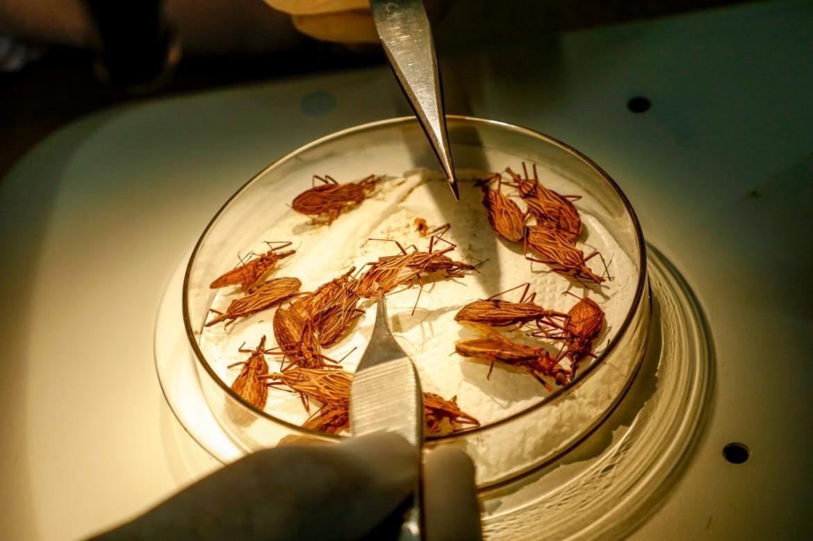 Governo de Rondônia intensifica ações de prevenção contra a doença de Chagas no inverno amazônico