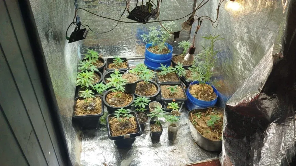 Homem é preso por cultivar maconha em casa.