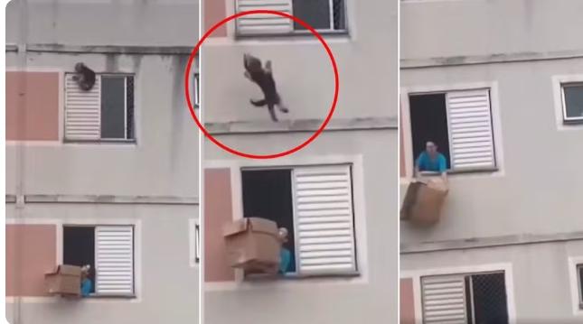 Mulher que salvou cachorra de cair do último andar de prédio fala sobre resgate: 'Dever cumprido'