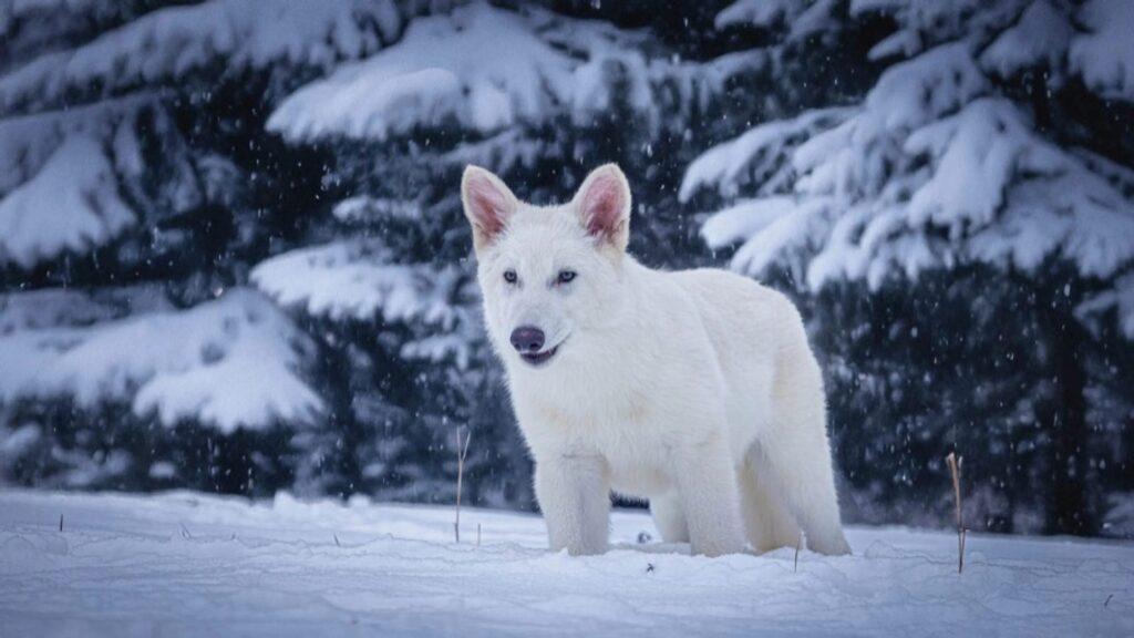 Cientistas desmentem retorno do lobo de Game of Thrones