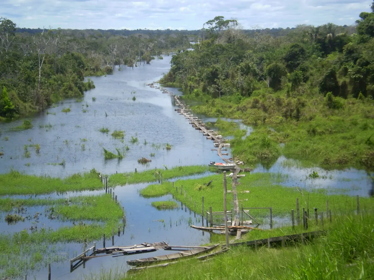 Brasil leiloa manejo florestal pela 1ª vez e amplia concessão sustentável na Amazônia