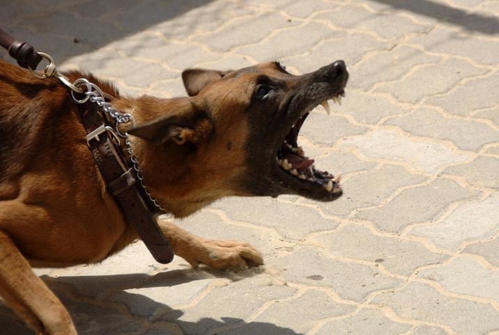 Cão da raça pitbull é morto a tiros depois de fugir de residência e atacar vira-lata na zona leste