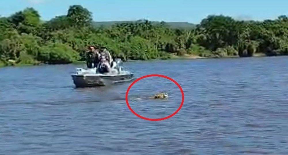 Onça-Pintada nada pelo Rio Guaporé e encanta turistas em Rondônia