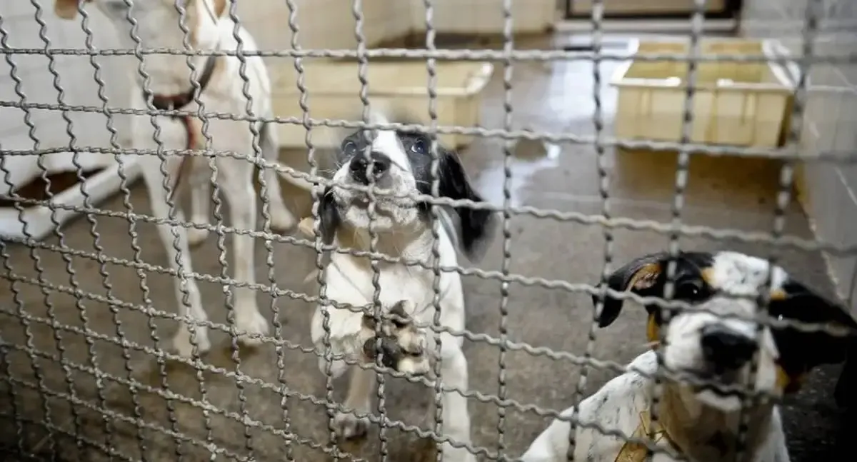 Câmara aprova Projeto que proíbe testes de cosméticos em Animais