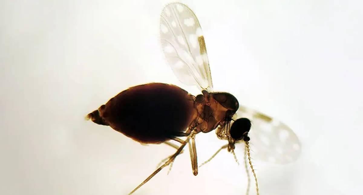 Febre Oropouche se espalha pelo Brasil e preocupa autoridades de saúde