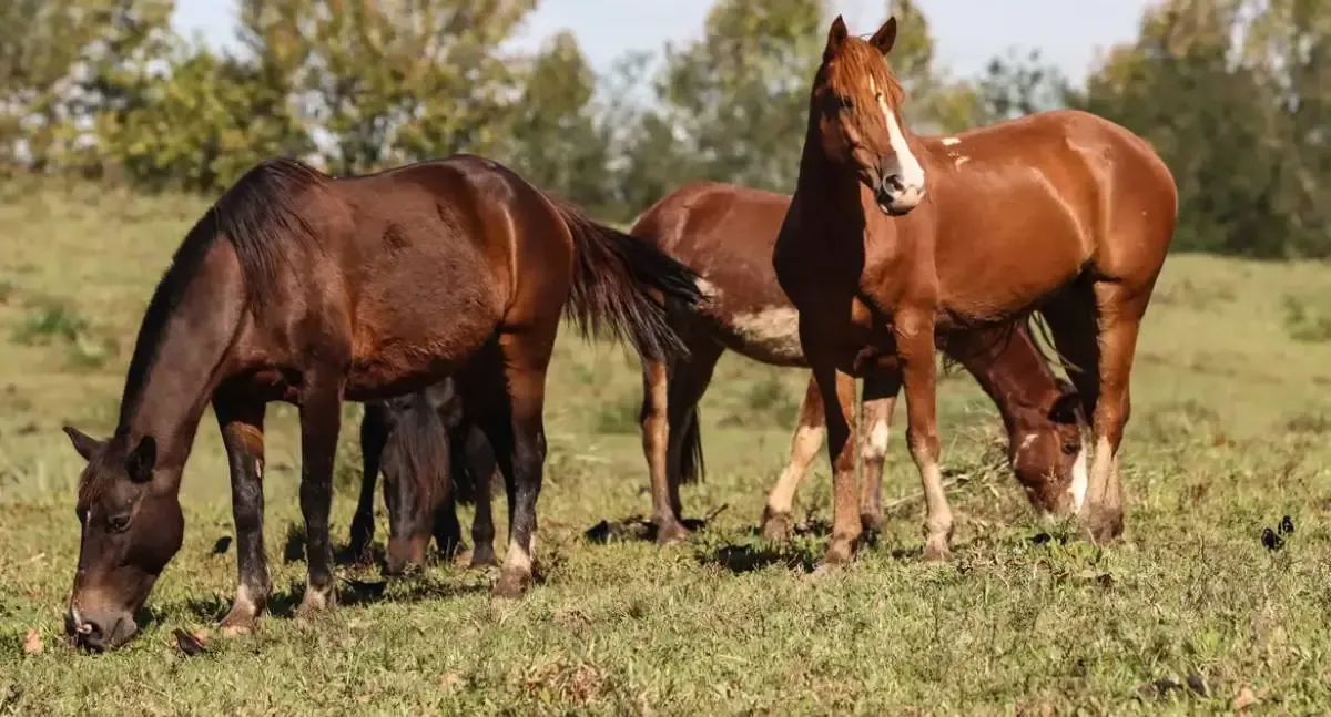 Ração contaminada mata 245 equinos em quatro estados, aponta Ministério da Agricultura