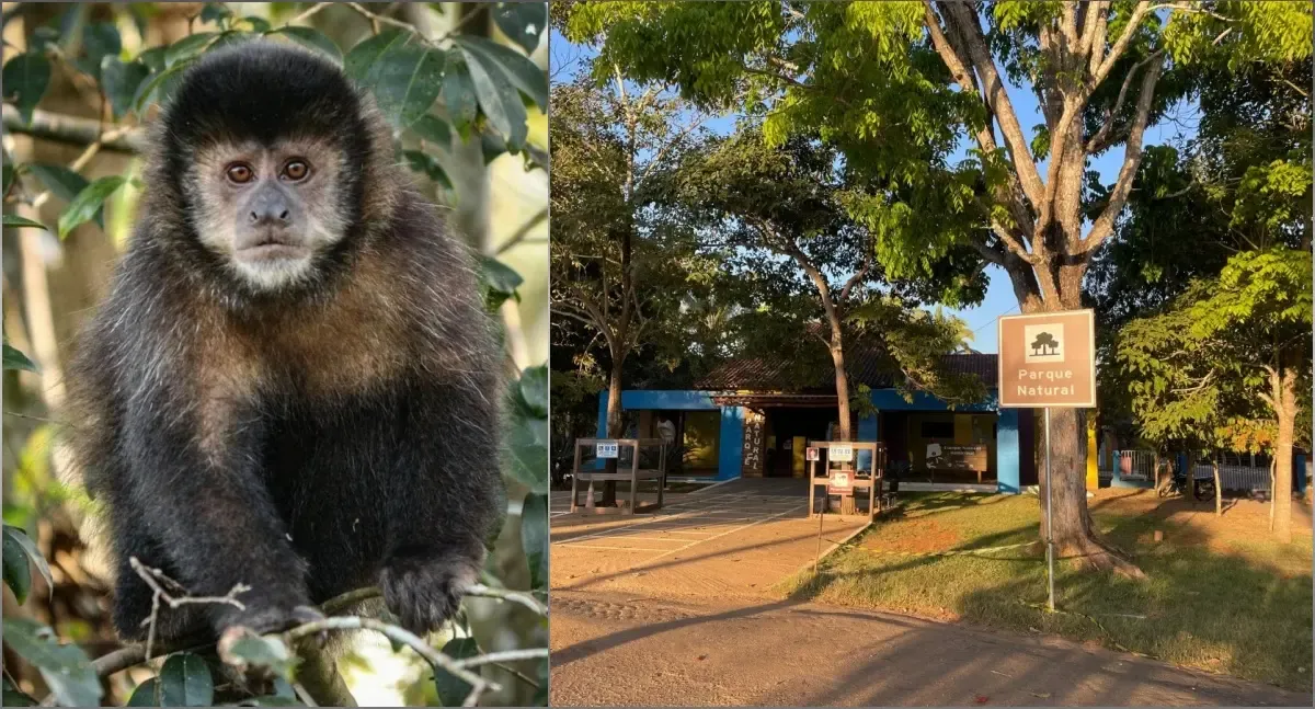 Após dois anos, macacos retornam ao Parque Natural como sinal de vida da floresta