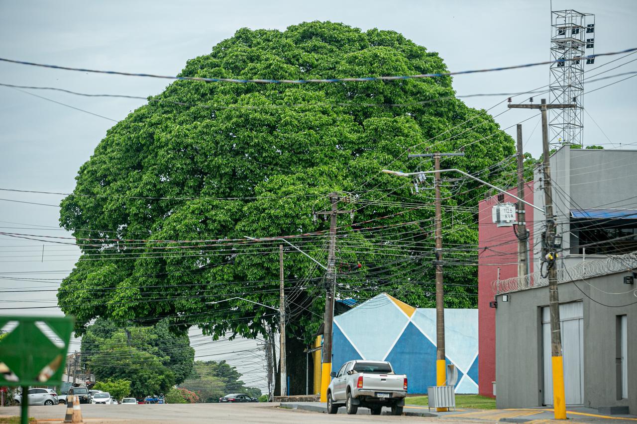 Dia da Árvore: união entre poder público e sociedade impulsiona a arborização em Rondônia