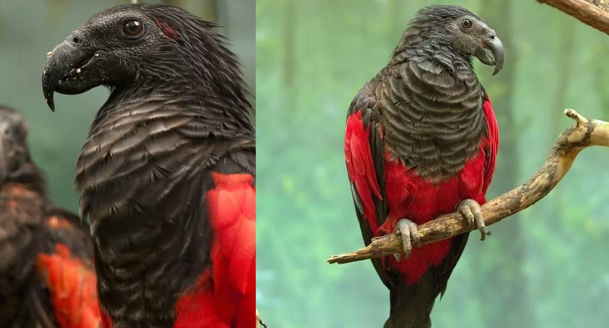 Raro Papagaio-drácula é registrado e chama a atenção por suas cores