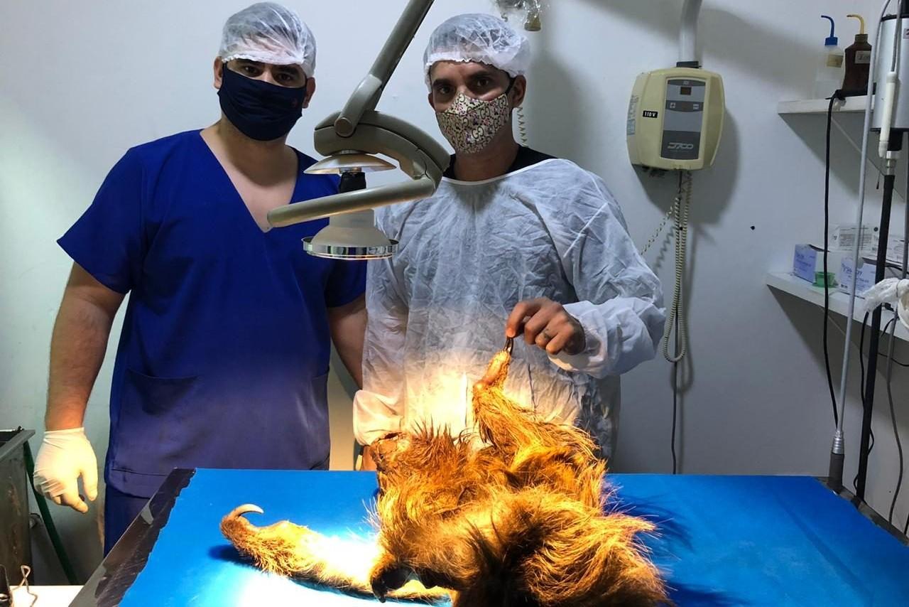 Rondônia celebra dia do médico veterinário com lei de Luís do Hospital