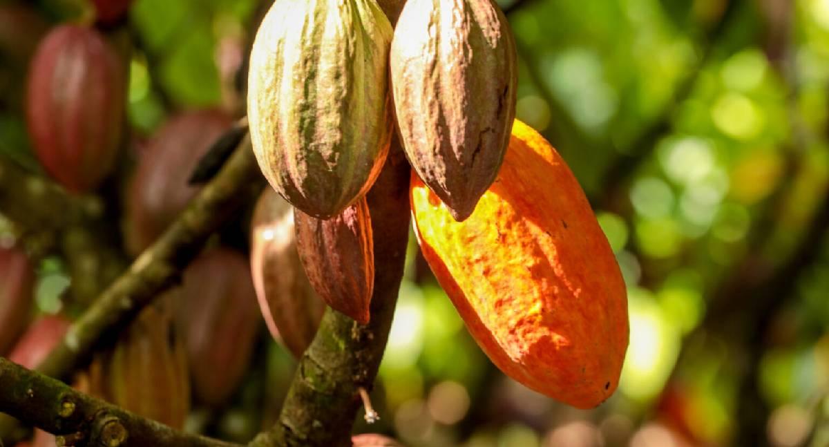 Governo de RO promove cadastro obrigatório de lavouras de cacau