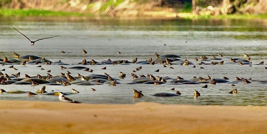 Tartarugas-da-Amazônia: importância ecológica e os desafios da preservação