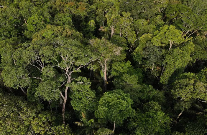 Brasil aposta no Fundo Florestas Tropicais para Sempre para valorizar países que preservam o meio ambiente