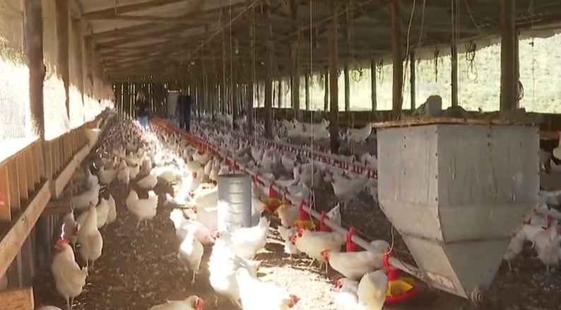 China anuncia fim da proibição das importações de frango do Brasil