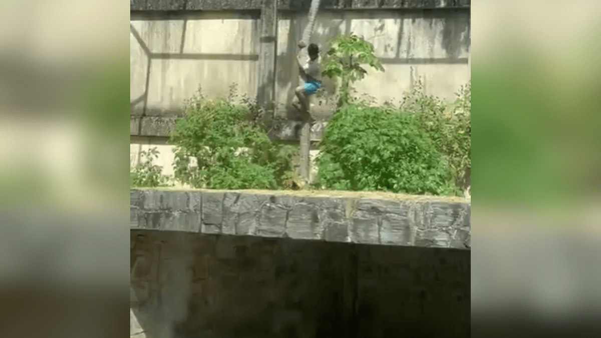 Homem invade jaula e é morto por leoa no zoológico de João Pessoa