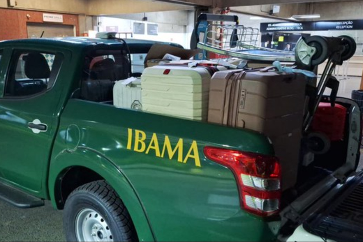 Operação apreende 62 kg de barbatanas de tubarão em malas no aeroporto