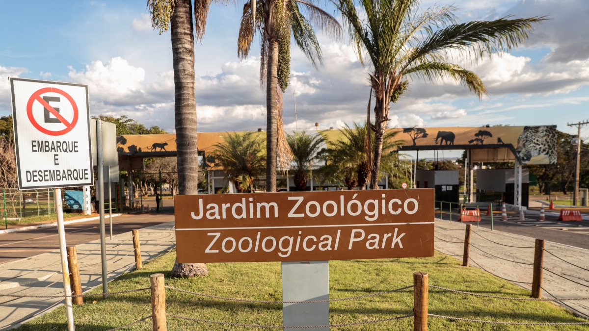 Ande em meio aos pássaros: zoo de Brasília inaugura aviário de imersão