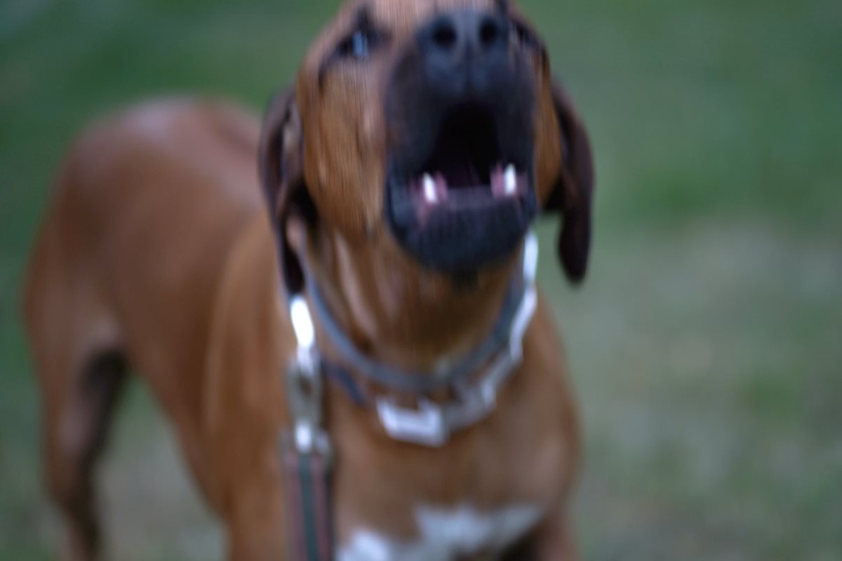 Cachorro é diagnosticado com raiva em Salvador após 20 anos sem casos