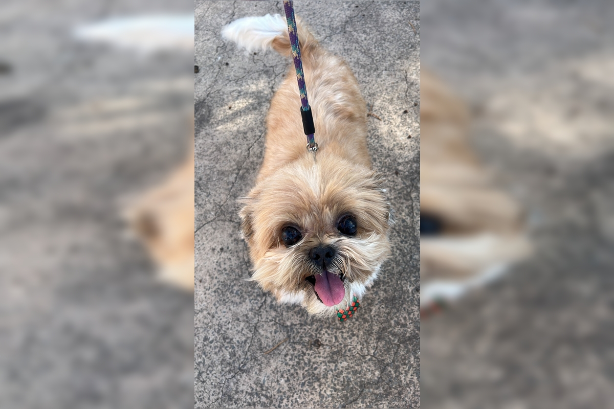 Cão volta sangrando após banho em pet shop do DF; polícia investiga