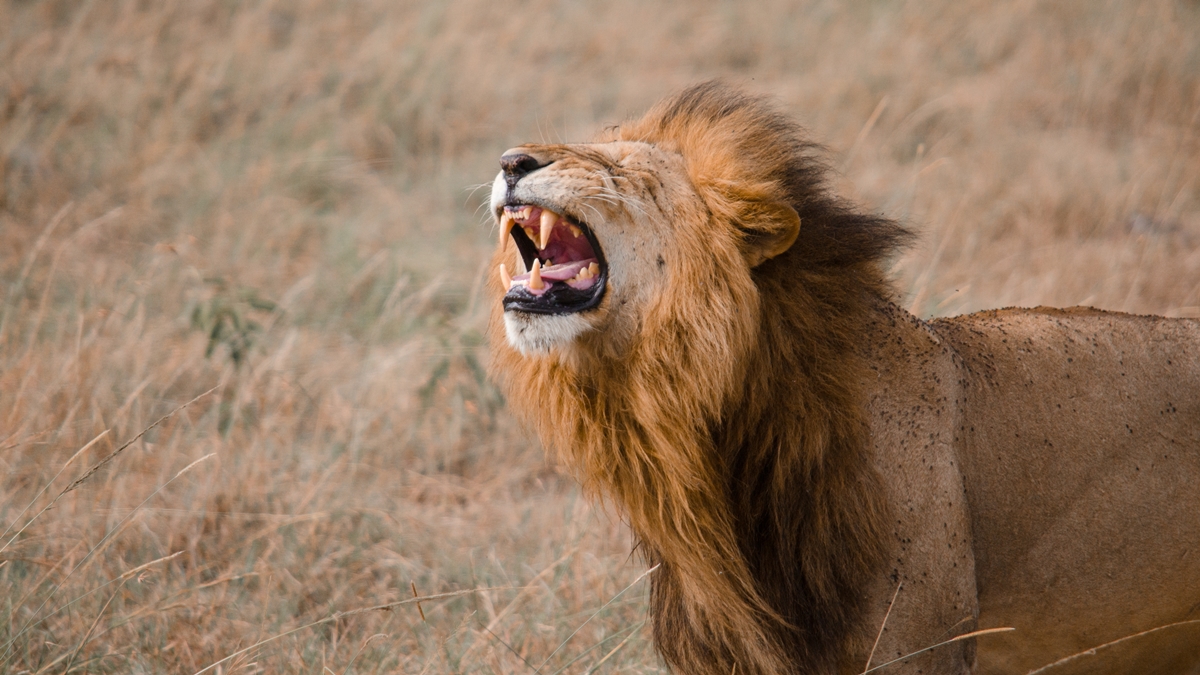 Estudo: rugidos dos leões podem ser únicos, como impressões digitais