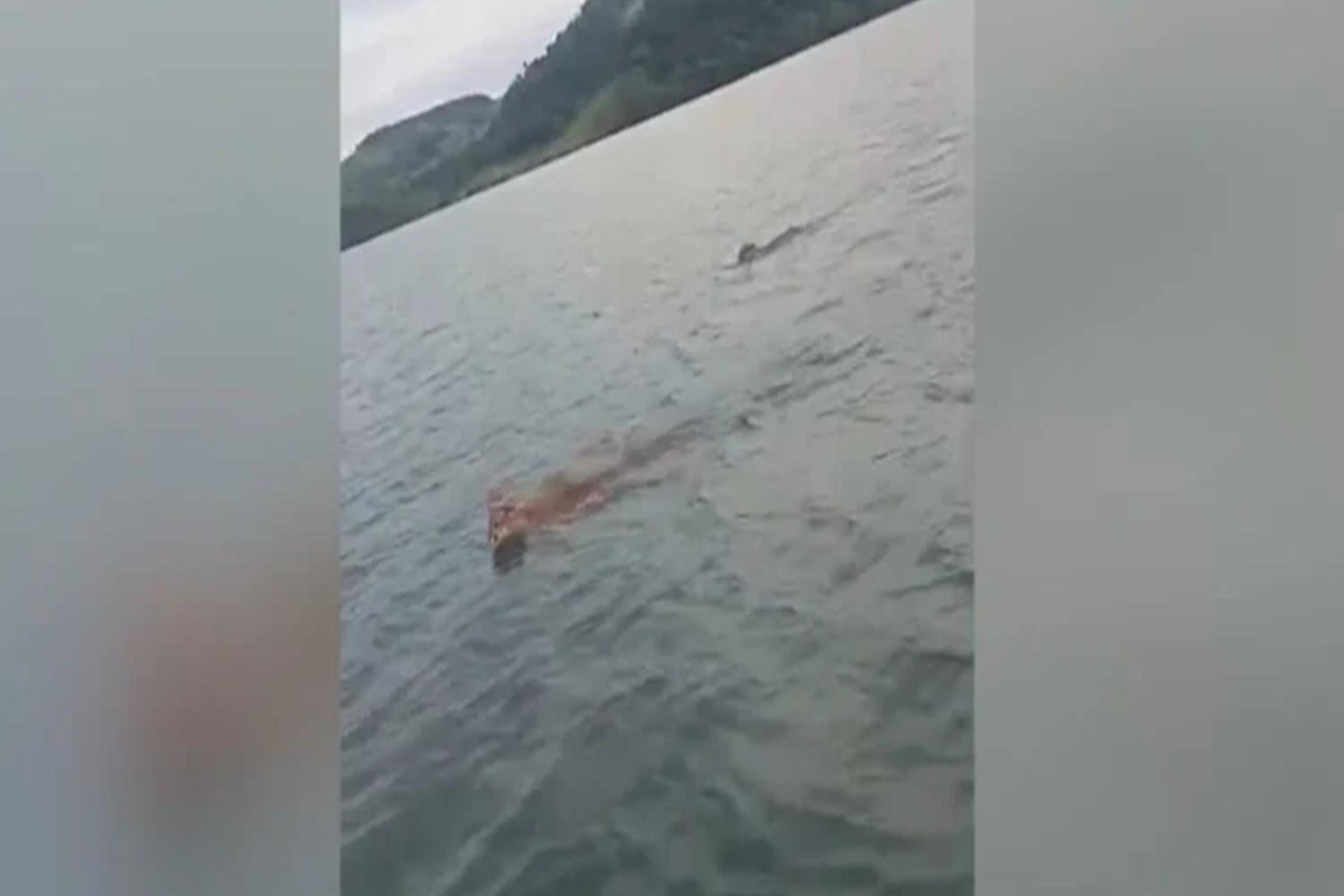 Onças são flagradas nadando em rio no Paraná: “Olha o tamanho”