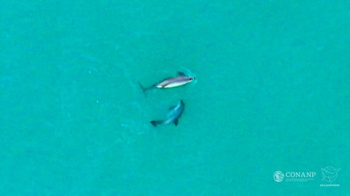 “Panda do mar” é o mamífero marinho mais ameaçado e pode desaparecer de vez