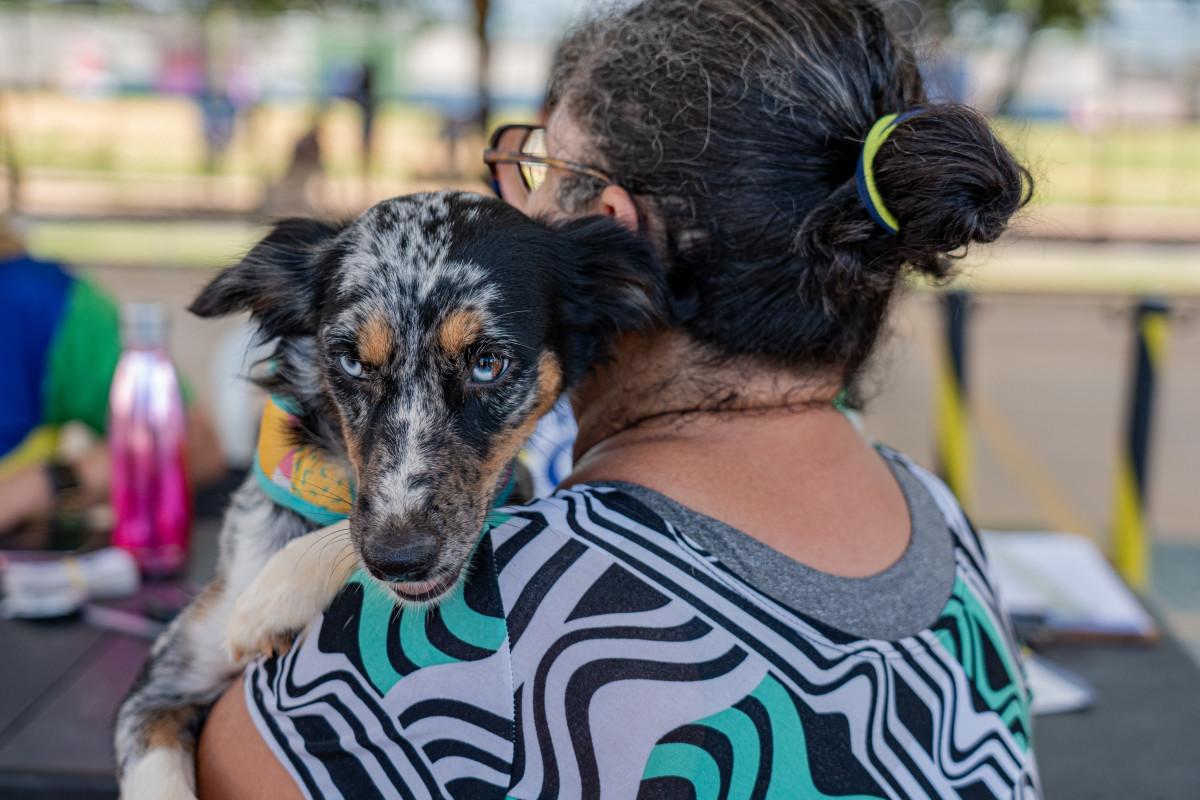 Programa Castra + atende mais de mil animais em Cacoal