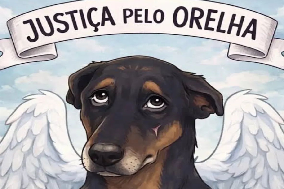 Além do Cão Orelha: SC tem 14 casos de pets vítimas de maus-tratos por dia