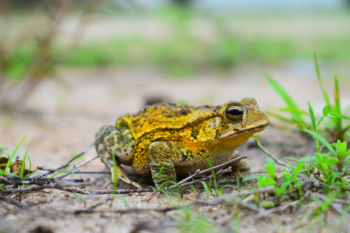 Bióloga orienta como agir quando um sapo entra em casa