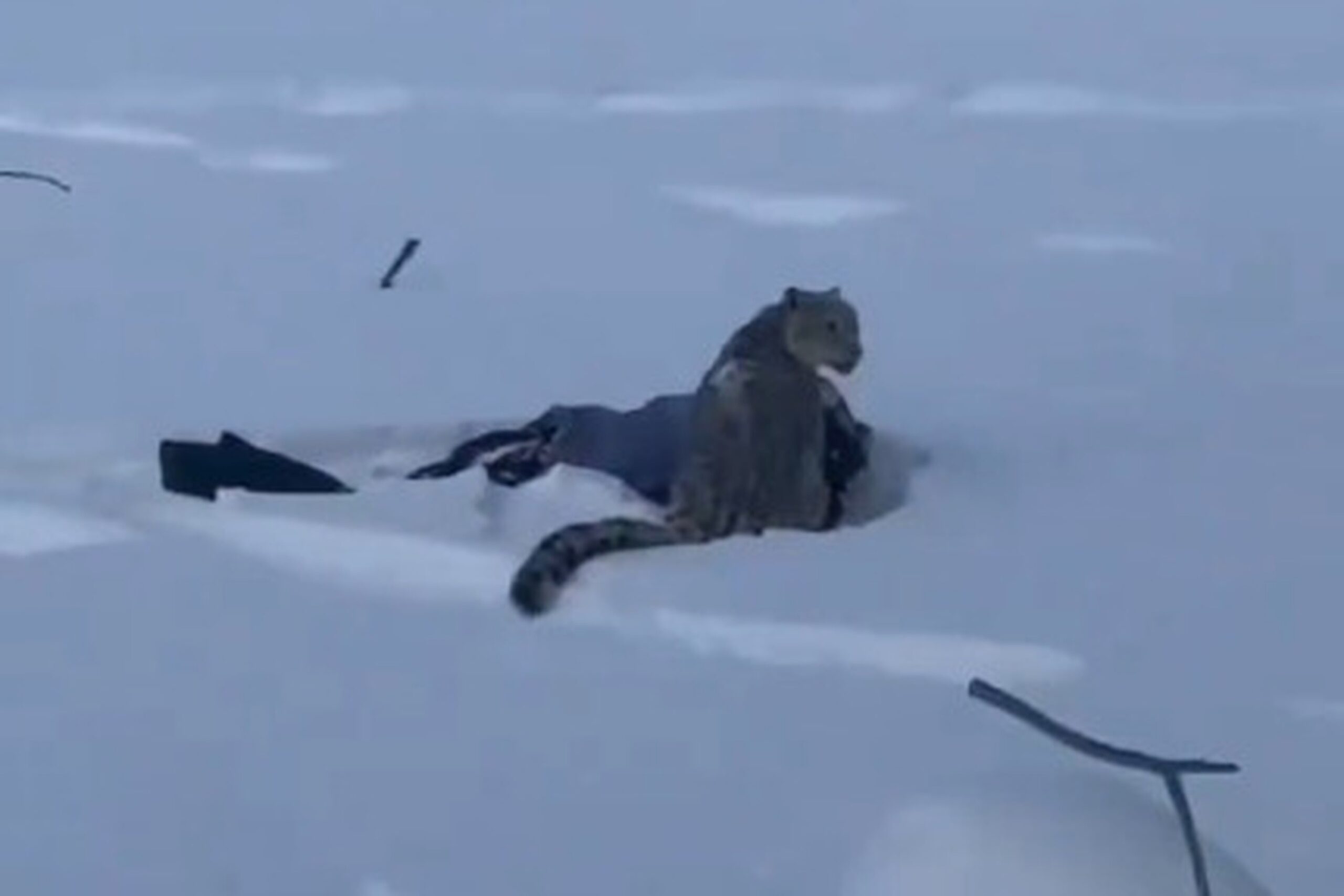 Esquiadora tenta tirar foto de leopardo-das-neves e é atacada na China