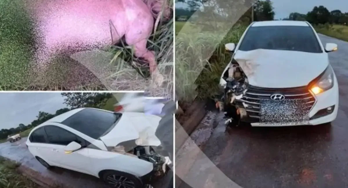 Carro Colide com Animal Solto na RO-010 em Rondônia