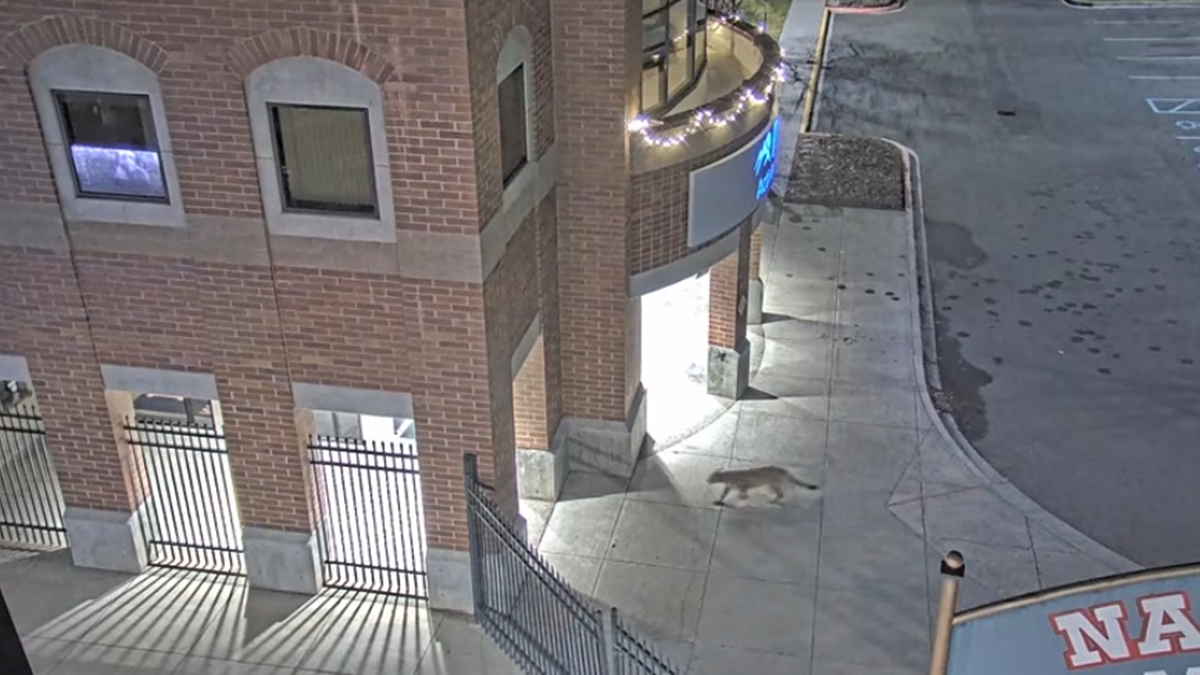 Felino raro é submetido à eutanásia após ficar 2 dias andando por faculdade