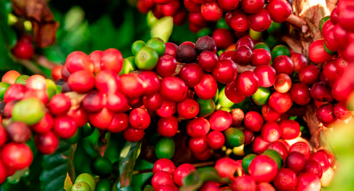 Com Selo Verde Café Amazônia, Cafeicultura de Rondônia pode ganhar mais força