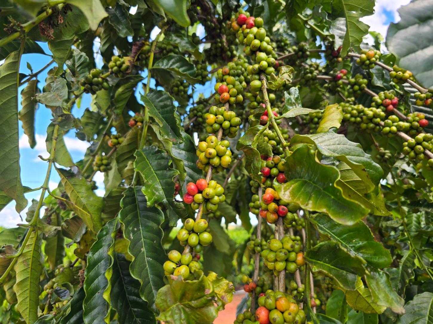 Dra. Taissa destina mudas de café e fortalece agricultura em Extrema e região de Guajará-Mirim