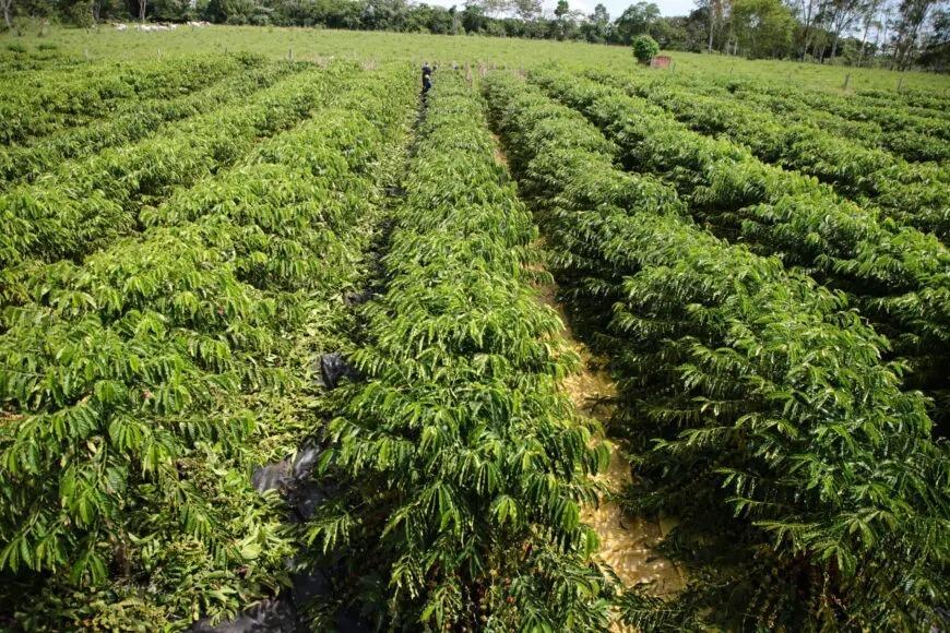 Investimento na agricultura: deputado Alan Queiroz entrega carreta basculante aos produtores de Chupinguaia