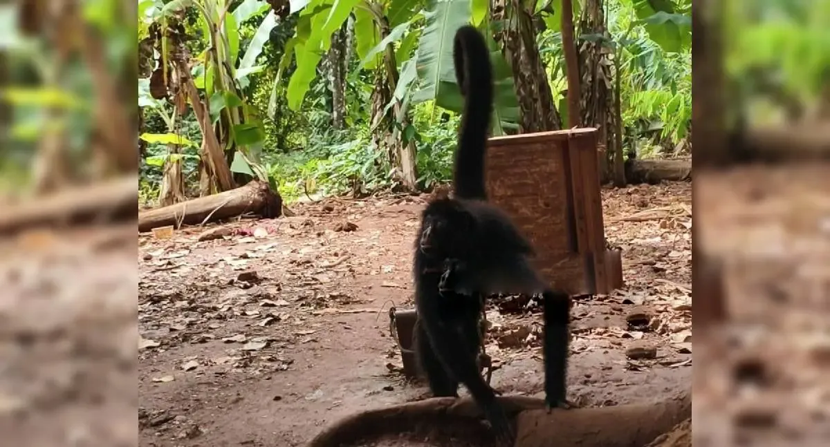 Polícia Ambiental resgata macaco-aranha vítima de maus-tratos em Alta Floresta d’Oeste