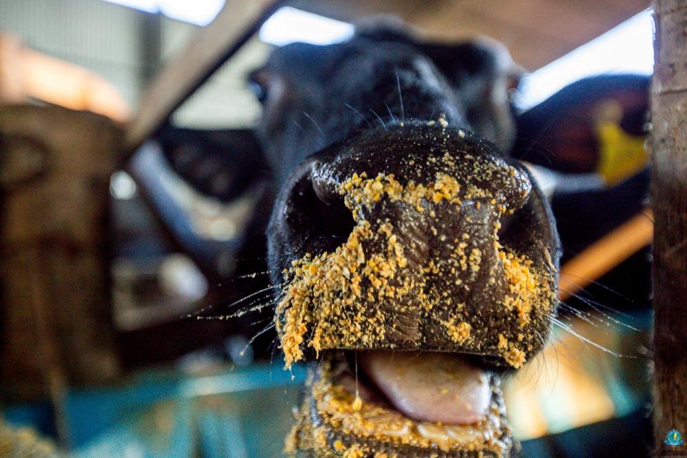 Alero no Agro: produção leiteira cresce com mecanização no campo em Vale do Anari