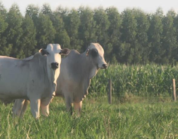 Dia de Campo vai apresentar tecnologias para fortalecer a pecuária sustentável