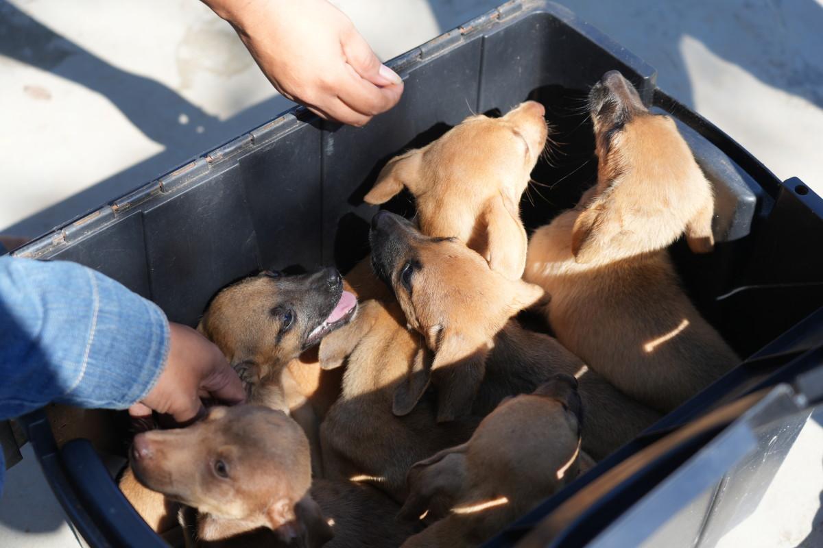 Feira de adoção animal será realizada pela Prefeitura na Rua do Hexa