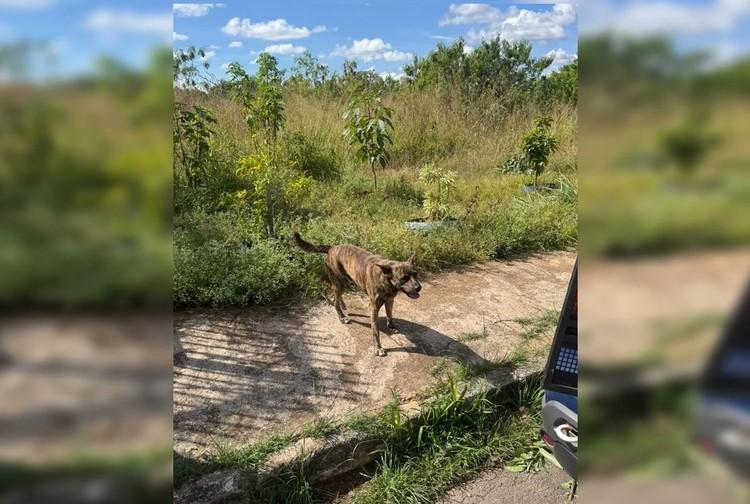 Homem de 68 anos é preso em flagrante por abusar sexualmente de cachorro no DF