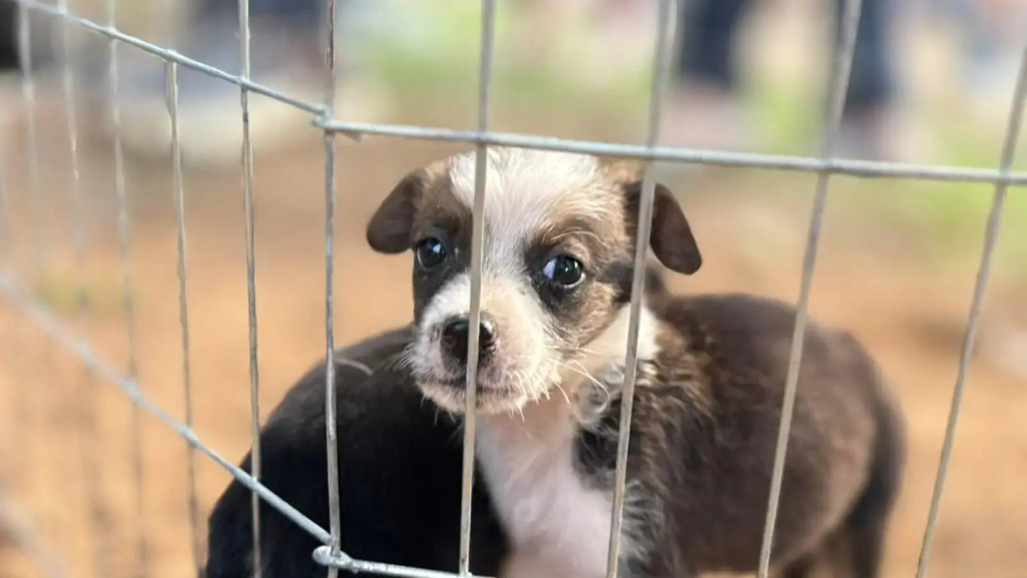 Clínica de Bem-Estar Animal reforça acolhimento e incentiva adoção responsável para combater o abandono em Porto Velho
