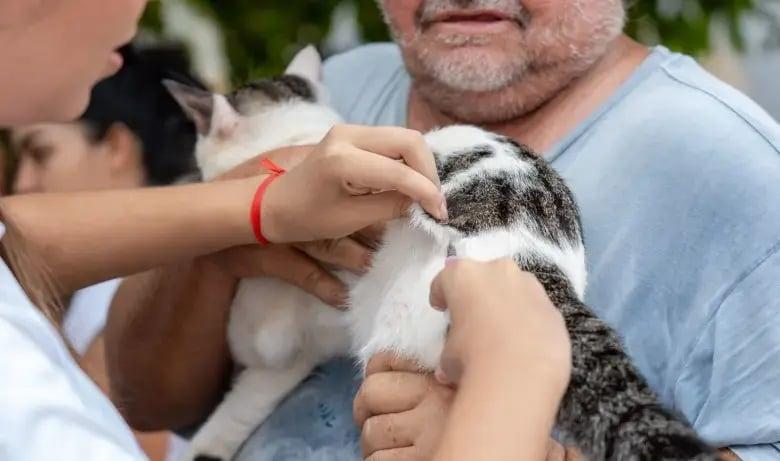 Dia D do 'Setembro Caramelo' imuniza mais de 30 mil animais em Porto Velho