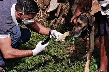 Dia do Médico-Veterinário, uma vocação que transforma cuidado em proteção
