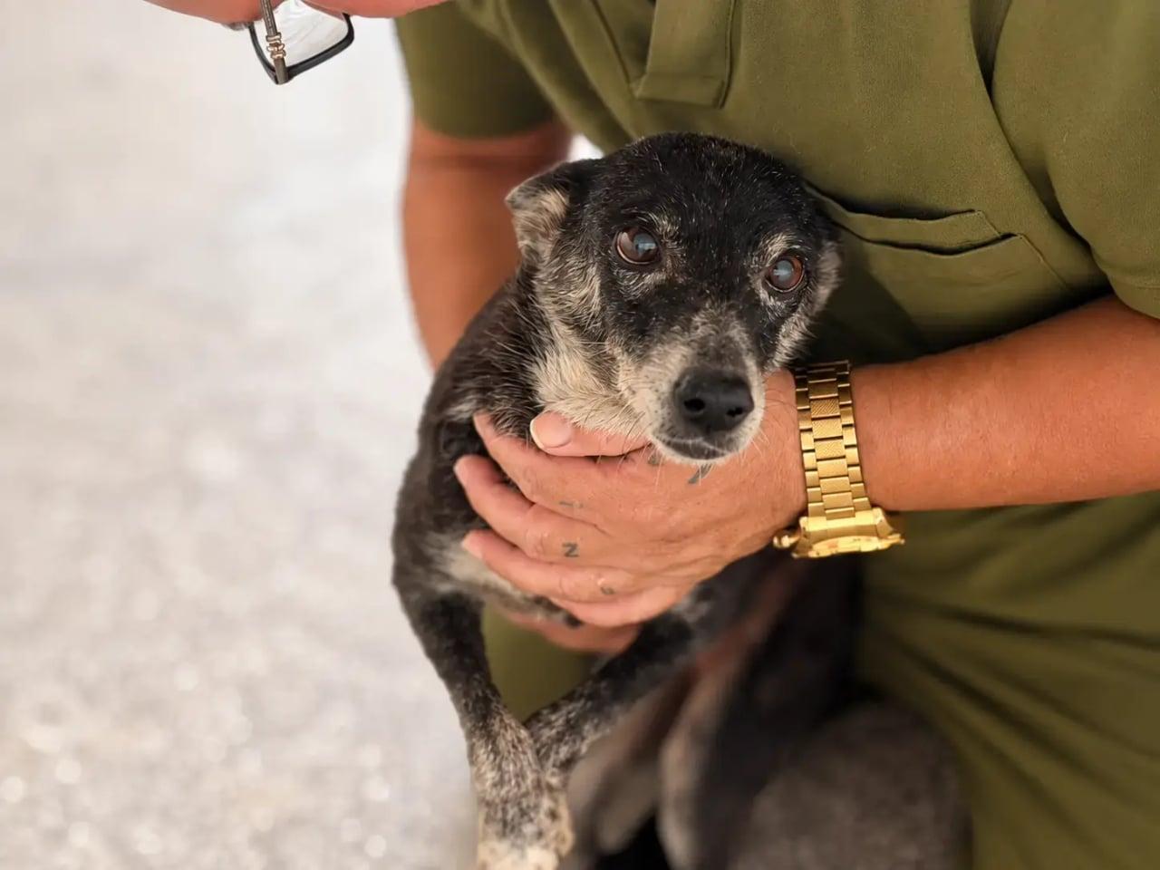 Histórias de superação ajudam cães resgatados a encontrar uma nova família em Porto Velho