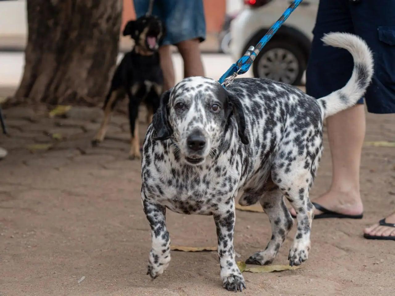 Não levou o pet ao Dia D? Vacinação contra a raiva continua disponível