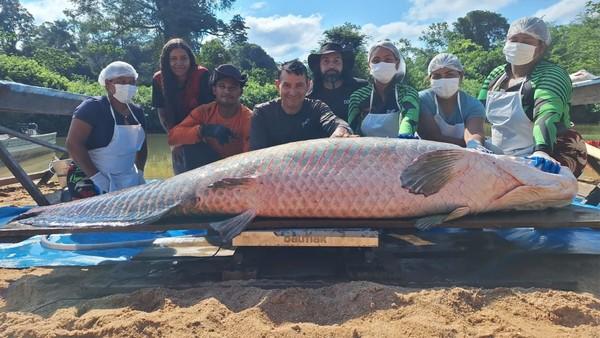 Pirarucu gigante é capturado em Costa Marques, Rondônia