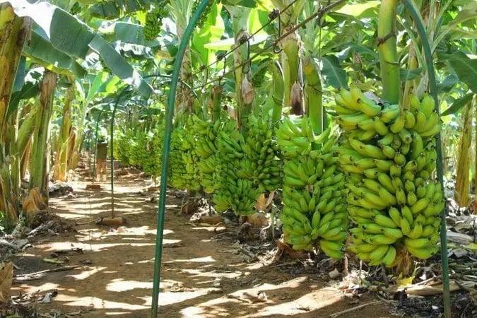 Porto Velho se destaca na produção de banana e reforça apoio aos agricultores